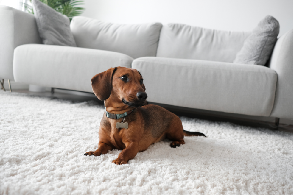 having pets can cause your rugs to smell and stain, and require more care and cleaning.